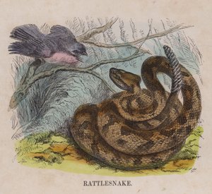 Rattlesnake