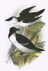 Razor Bill by English School