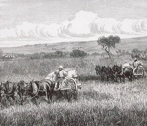 Reaping, South Adelaide, Australia by English School
