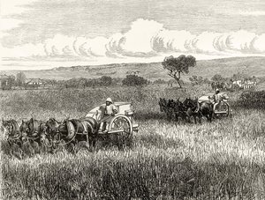 Reaping in South Adelaide, c.1880, from 