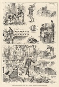 Rearing Pheasants, Sketches at the Duke of Norfolk