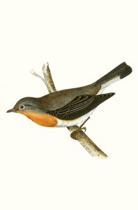 Red Breasted Flycatcher, illustration from 