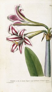 Red and white striped Lily, 1799-1810 by English School