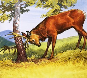 Red deer cleaning antlers