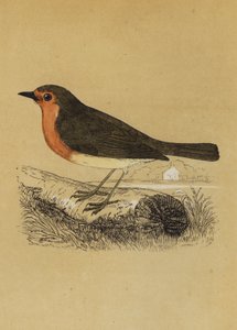 Redbreast by English School