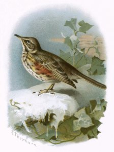 Redwing