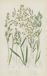 Reed Meadow Grass, Floating Meadow Grass, Creeping Sea Meadow Grass, Reflexed Meadow Grass