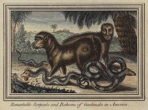 Remarkable serpents and baboons of Gautimala in America