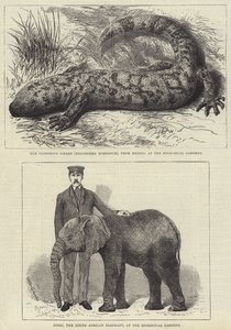 Residents of London Zoo by English School