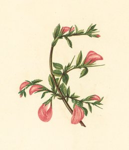 Rest-Harrow, Ononis Arvensis