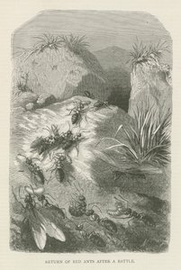 Return of red ants after a battle