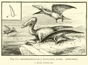 Rhamphorhynchus Bucklandi, Goldf, Restored by English School
