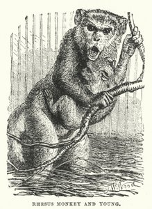Rhesus monkey and young by English School