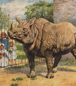 Rhinoceros
