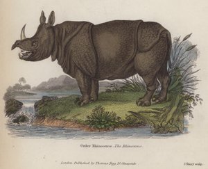 Rhinoceros