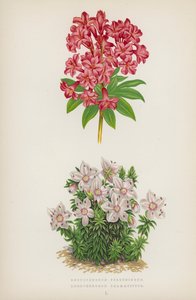 Rhododendron Ferrugineum; Rhododendron Chamaecistus by English School