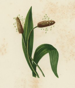 Ribwort Plantain, Plantago Lanceolata by English School