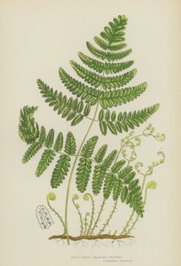 Rigid Three-Branched Polypody