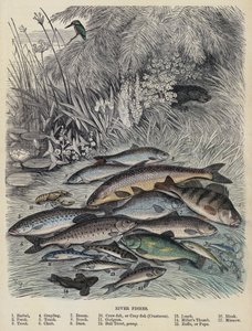 River Fishes by English School