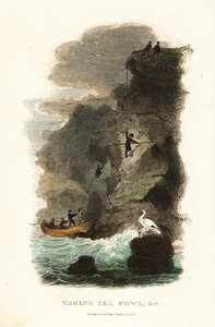 Rock-fowlers hunting for skua gull birds and eggs on the Faroe Islands by English School
