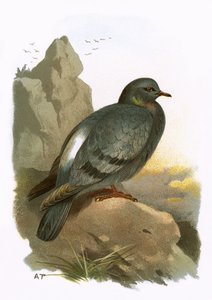 Rock Dove by English School