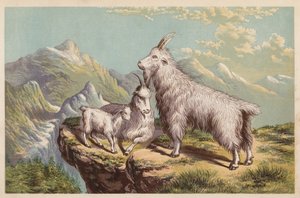 Rocky Mountain Goat, Aplocerus Montanus by English School