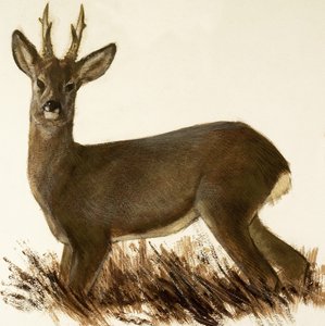 Roe Deer by English School