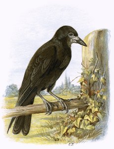 Rook by English School