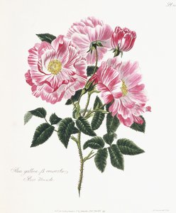 Rosa gallica, 1796-1799