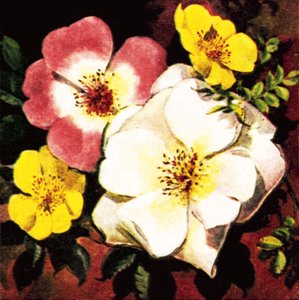 Rose