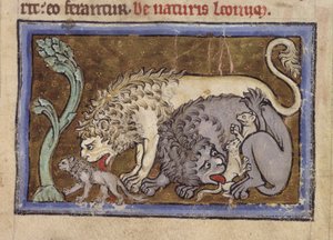 Lions, from 
