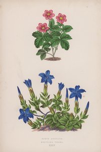 Rubus Arcticus; Gentiana Verna by English School