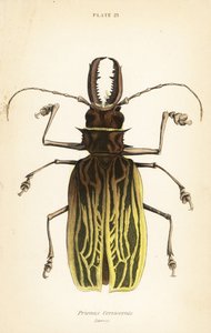 Sabertooth longhorn beetle by English School