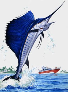 Sail Fish
