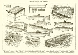 Salmon and Salmon Culture by English School