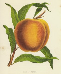 Salway Peach