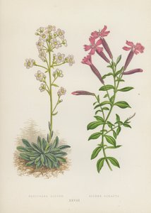 Saxifraga Aizoon; Silene Schafta