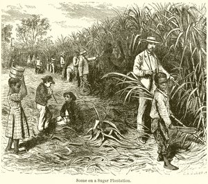 Scene on a Sugar Plantation by English School