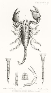 Scorpions from Somali-land, illustration from The Hope Reports, Vol. II, 1897-1900, edited by Edward B. Poulton, Oxford, 1901 by English School
