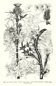 Scotch Thistle; Height up to 4 feet; Lower leaves sometimes 18 inches long; Flowers purple by English School