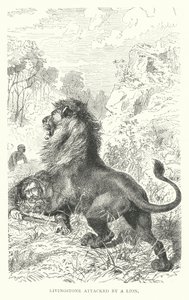 David Livingstone attacked by a lion in Africa