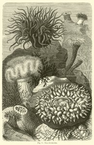 Sea-Anemones by English School