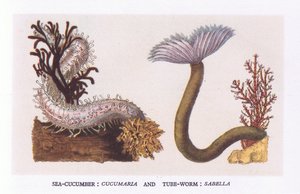 Sea Cucumber and Tube Worm, Nature in Britain Published by Collins by English School