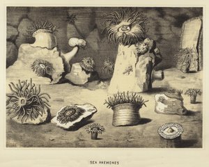 Sea anemones