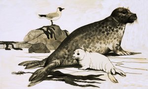 Seal and Seal Cub
