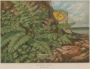 Seaside Ferns