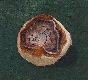 Seaside Pebble by English School