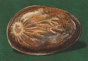 Seaside Pebble by English School