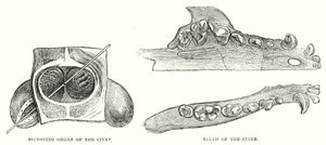Secreting Organ of the Civet, Teeth of the Civet