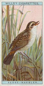 Sedge Warbler by English School